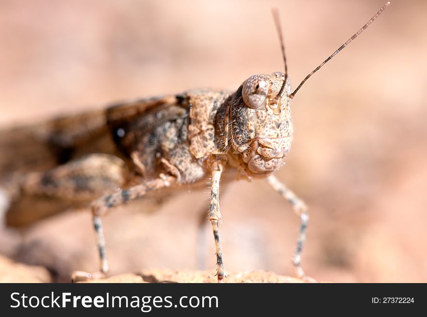 Macro portrait of a big  grasshopper sitting on a rock. Macro portrait of a big  grasshopper sitting on a rock