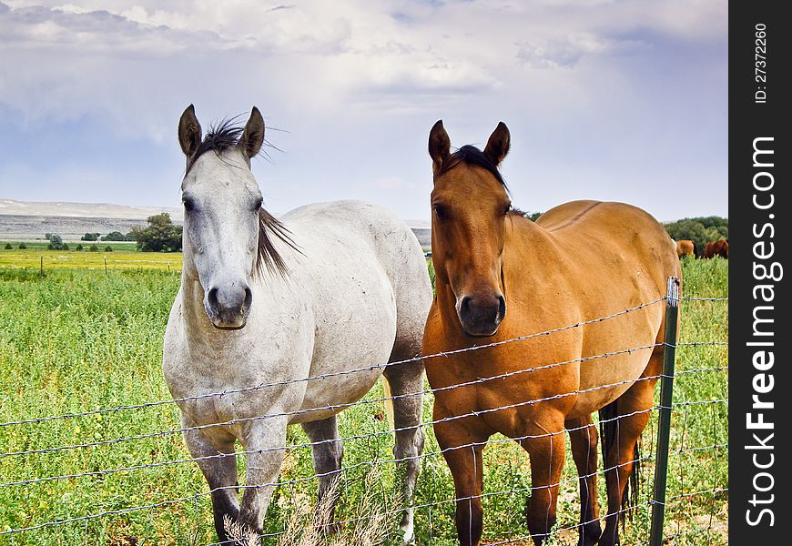 Two horses stand at wire fence hoping to get free. Two horses stand at wire fence hoping to get free