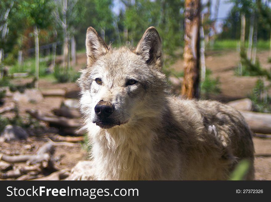 Wolf watching people watching him in captivity. Wolf watching people watching him in captivity