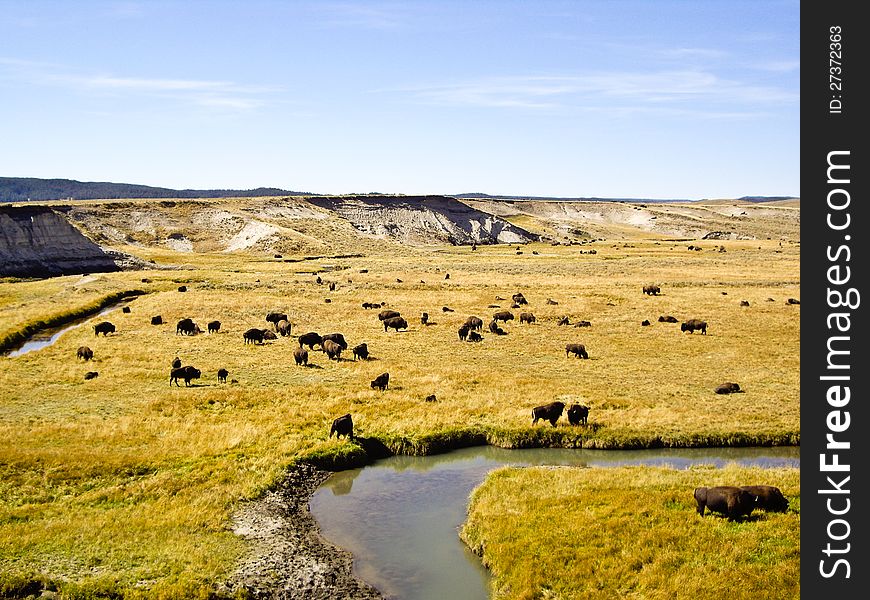 Buffalo at Oxbow Bend Yellowstone
