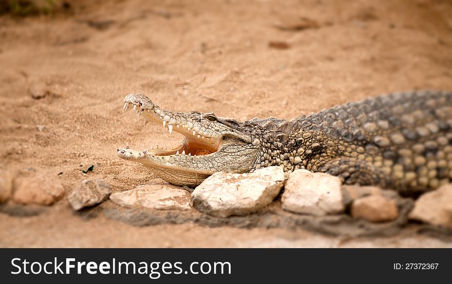 Portrait of crocodile lying on a brown sand