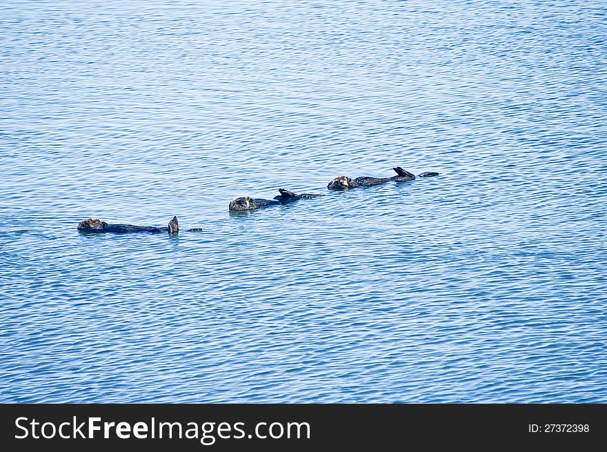 Three sleeping sea otters float on water