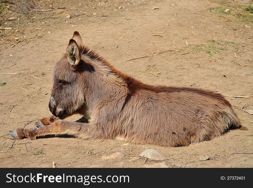 Donkey sitting on the ground!