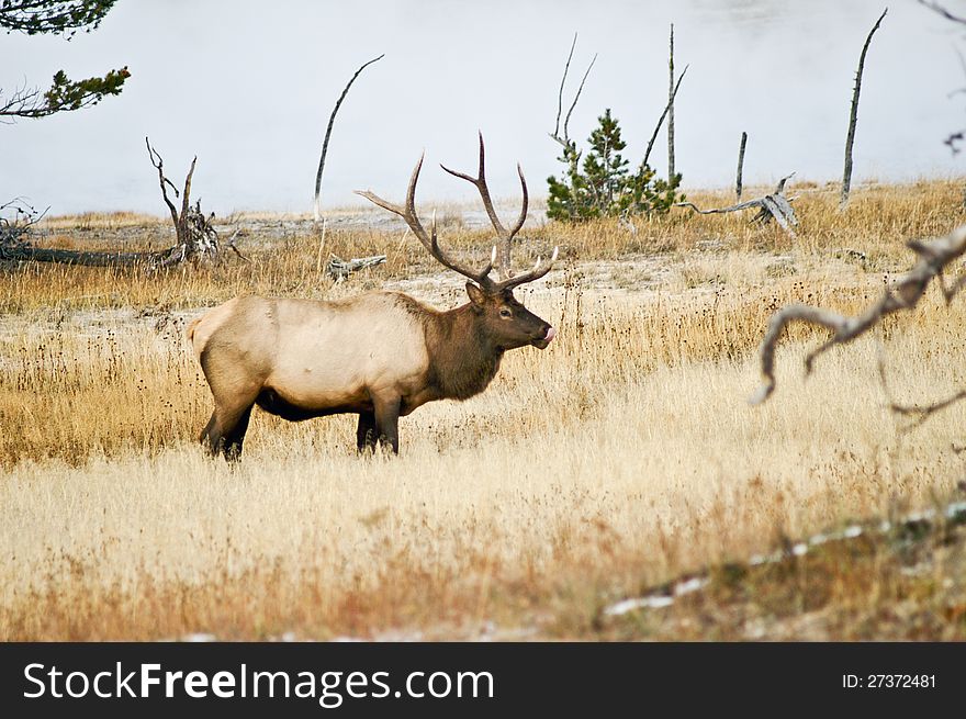 Large male Elk licks his lips and hopes for a tasty meal. Large male Elk licks his lips and hopes for a tasty meal