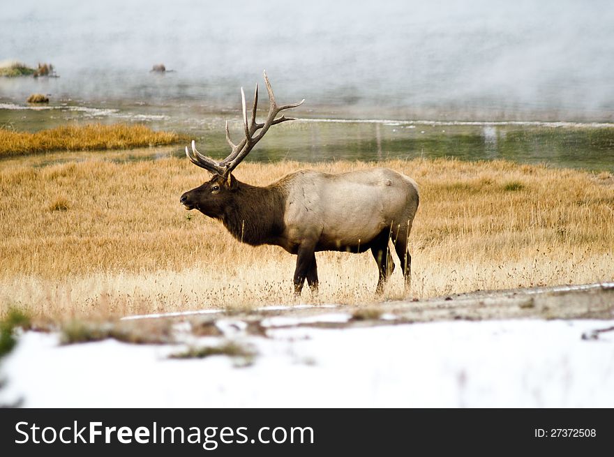 Bull Elk in the mists of Yellowstone Park, Wyoming USA