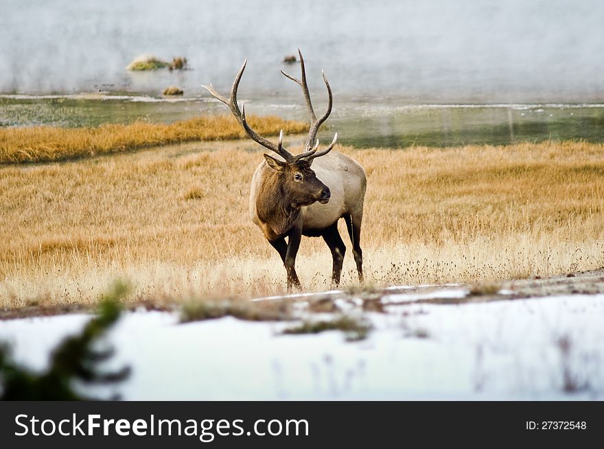 Male Elk In The MIst Of Yellowstone