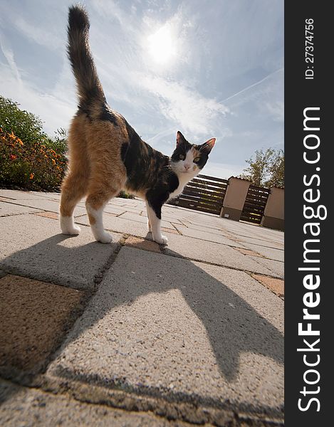 Felis silvestris catus - housecat with sun. Felis silvestris catus - housecat with sun