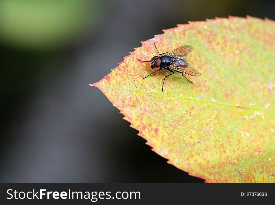 A fly enjoys the warmth of the sun