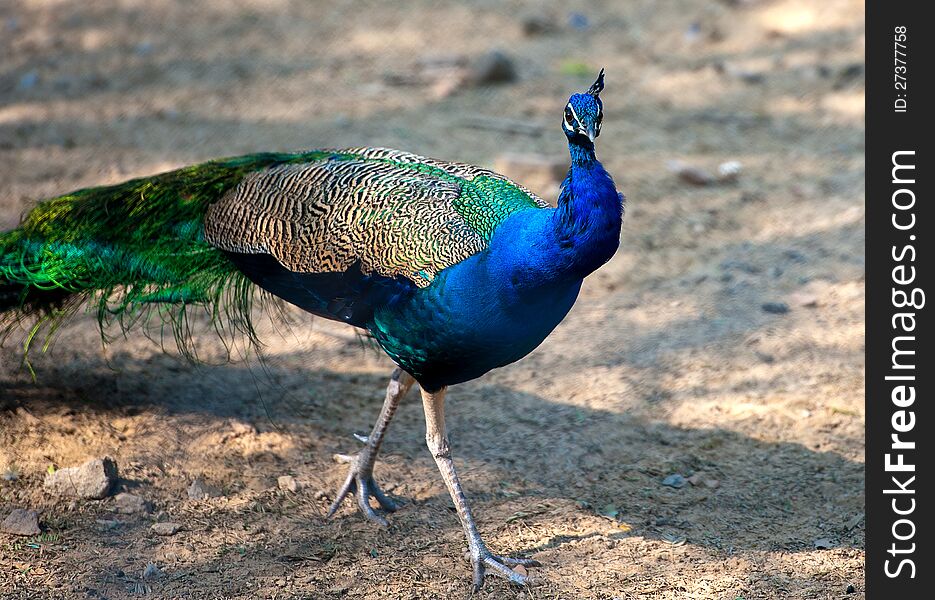 Indian Peacock strolling in park in Delhi