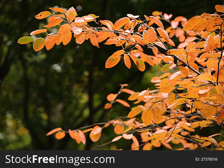 Beautiful set of orange autumn leaves