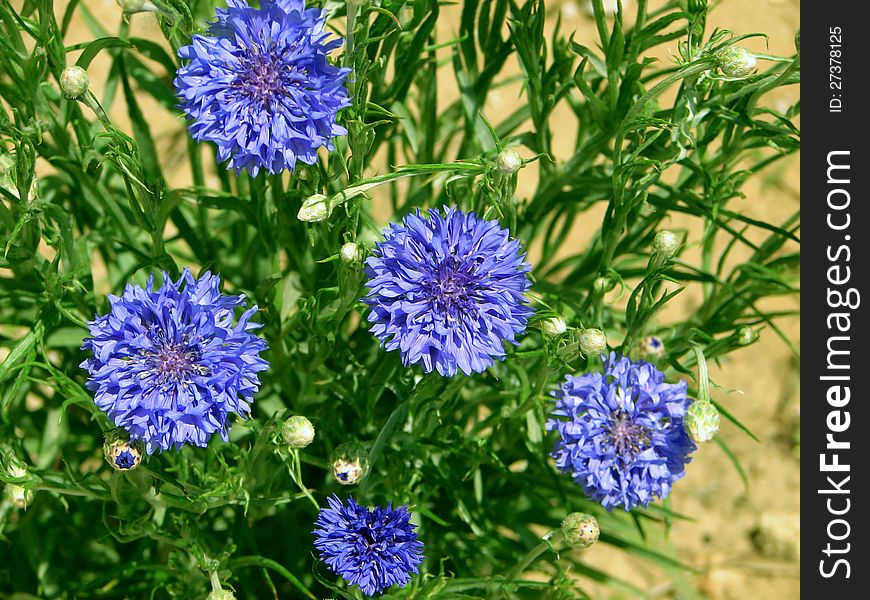 Blue cornflowers at the green grass background in the sunny day