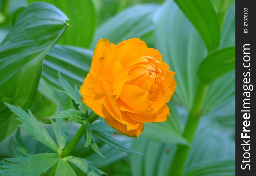 Orange taiga flower on the grass - summer landscape in Siberia in June