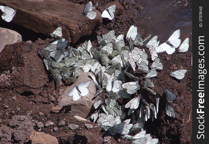 White butterflies at the water on the clay ground back - wildlife. White butterflies at the water on the clay ground back - wildlife