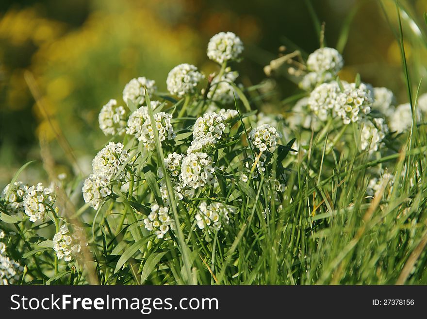 White flowers in the urban flower bed