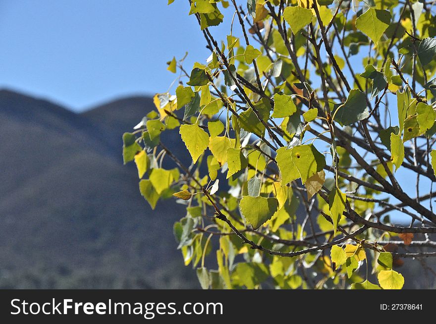 Turning leaves at Mission Trails Park in San Diego, California. Turning leaves at Mission Trails Park in San Diego, California