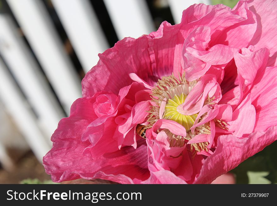 The beautiful double frilled  pink  petalled Oriental Poppy with its large stamens  is related to the Opium species  but makes a lovely garden accent plant in spring. The beautiful double frilled  pink  petalled Oriental Poppy with its large stamens  is related to the Opium species  but makes a lovely garden accent plant in spring.