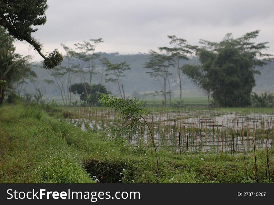 the atmosphere of the rice fields in the morning during the fog