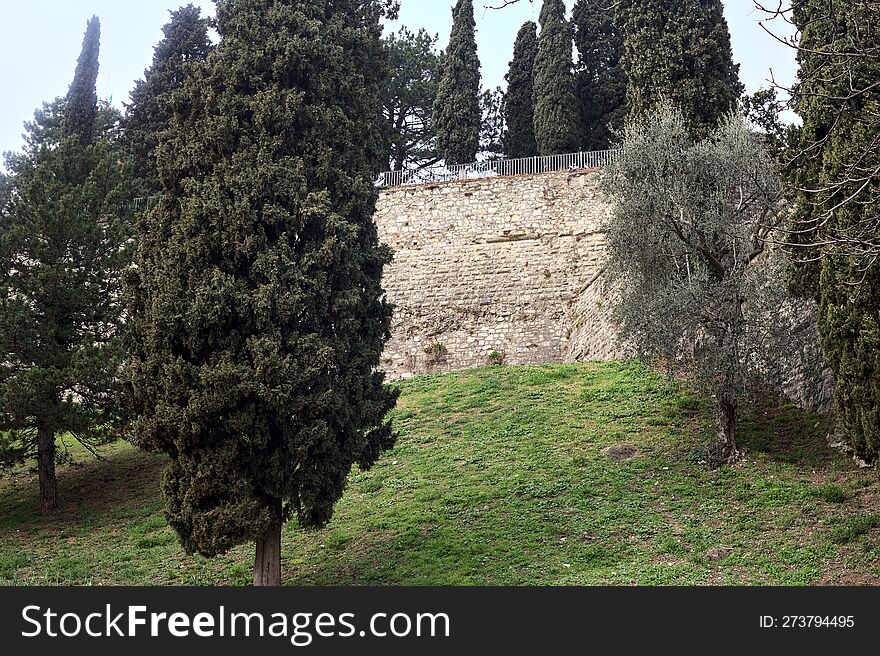 Trees on a slope next to a boundary wall in a park on a cloudy day