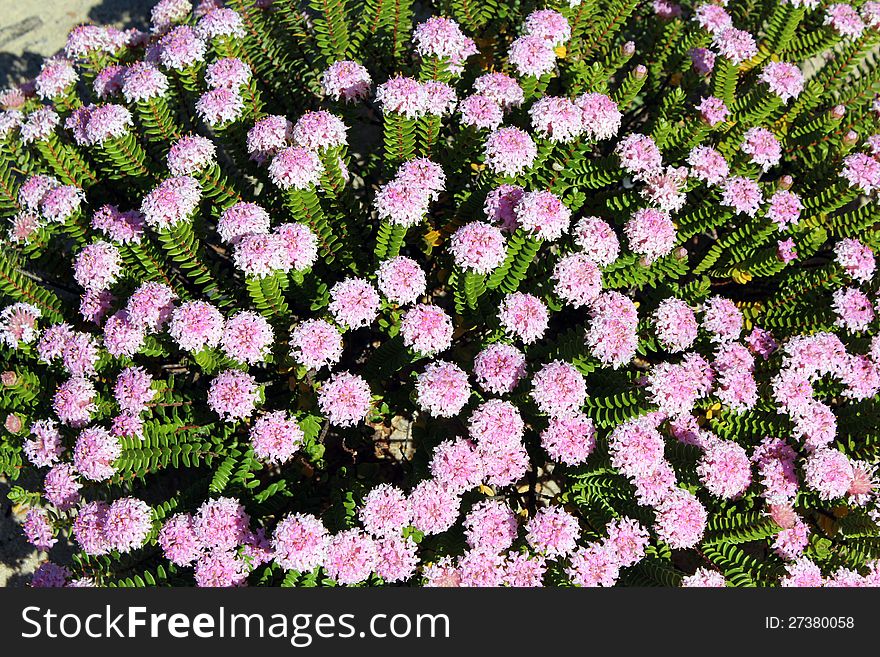 The pretty little rounded West Australian Wild flower Pimelia pink rice flower with its globular heads is a stunning hardy coastal plant growing on sand dunes right next to the Indian Ocean and is also a popular home garden plant.