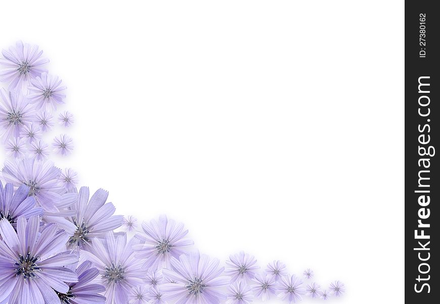 Nice border made from beautiful violet daisy flowers. Nice border made from beautiful violet daisy flowers