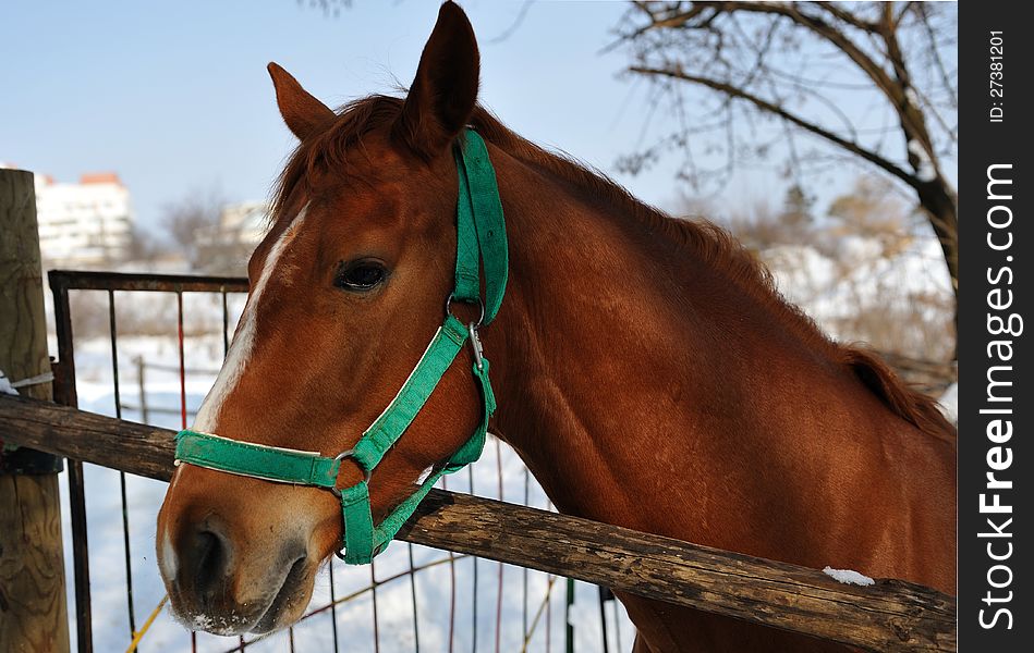 Portret of brown  horse in the paddock , sun winter day. Portret of brown  horse in the paddock , sun winter day