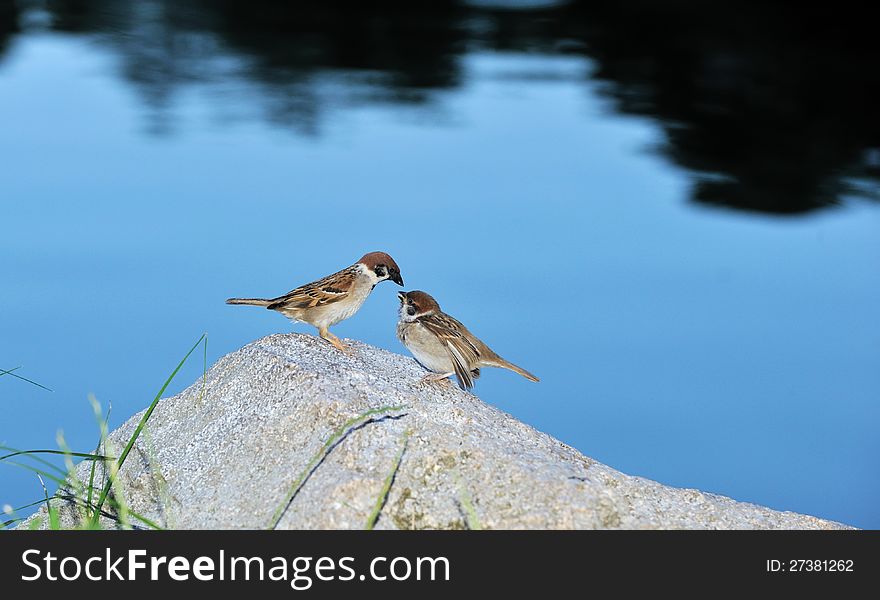 Two small birds sit on the stone , background-lake. Two small birds sit on the stone , background-lake