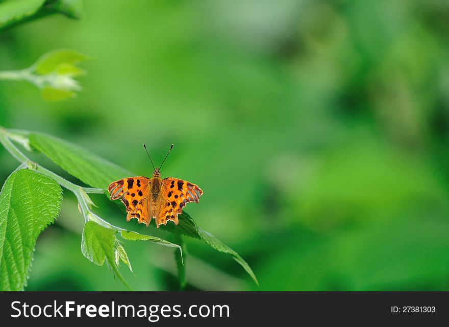 Comma butterfly sits on green sprig in summer day