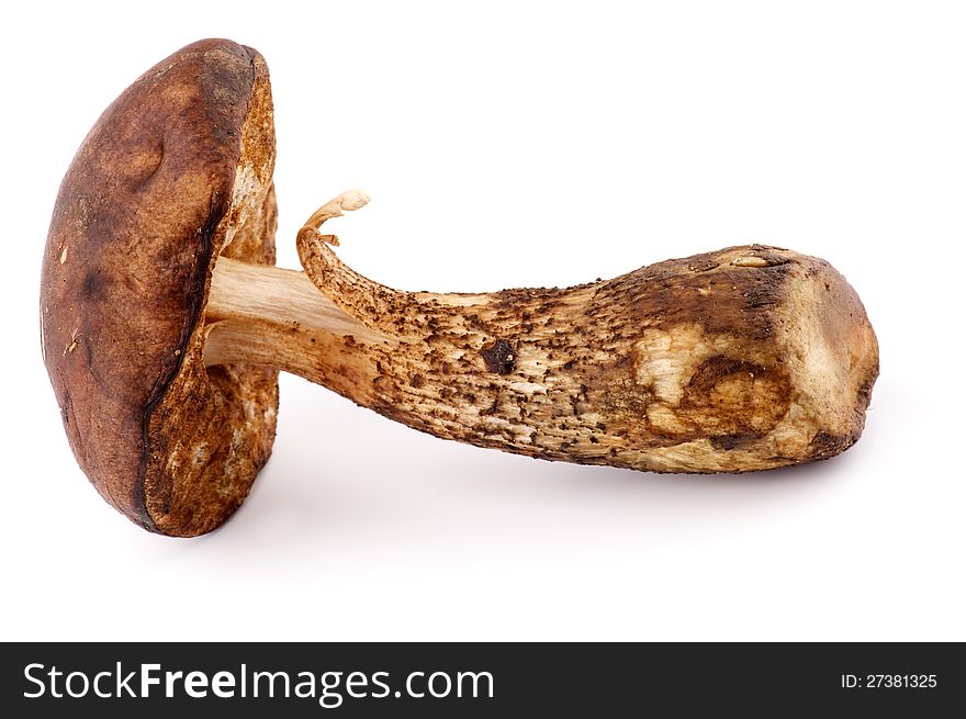 Perfect Raw Mushroom Brown Cap Boletus isolated on white background