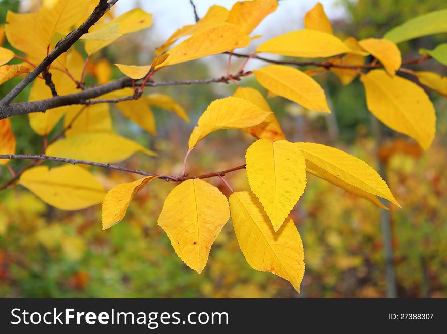 Cherry leaves, elegant autumn background