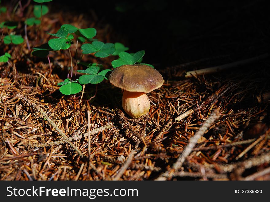 Beatufull mushroom in needles forrest