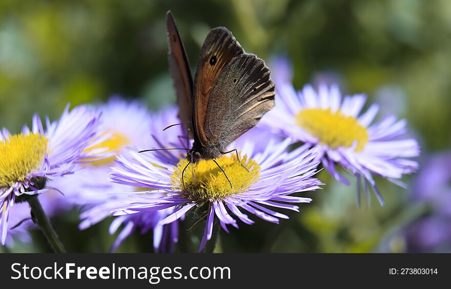 Closeup Of Brown Butterfly Drinking Nectar From Purple Flower