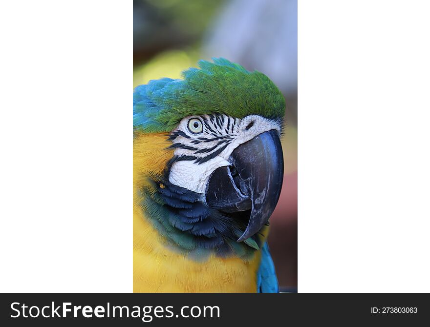 Close Up Portrait Of Blue And Yellow Macaw