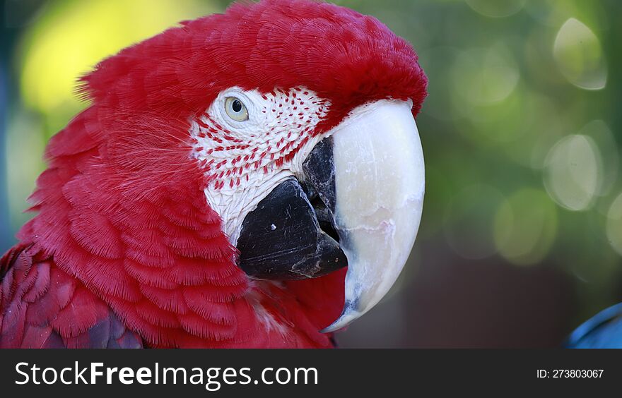 Close Up Portrait Of Red Macaw