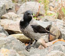 Hooded Crow On Stones Stock Image