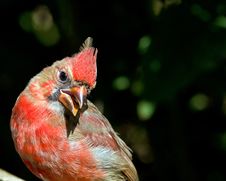 Red Cardinal Royalty Free Stock Photos