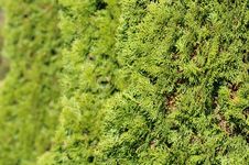 Green Hedge Of Thuja Trees Stock Images Green Hedge Of Thuja Trees Stock Images