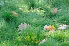 Wet Green Grass With Fallen Oak Leaves Royalty Free Stock Photos Wet Green Grass With Fallen Oak Leaves Royalty Free Stock Photos