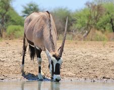 African Unicorn - Oryx Gazelle Stock Photography African Unicorn - Oryx Gazelle Stock Photography