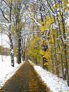 Autumn Snow Path Royalty Free Stock Image Autumn Snow Path Royalty Free Stock Image