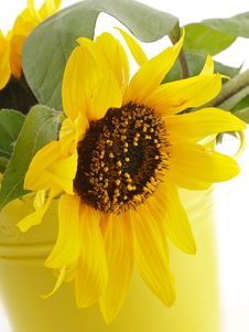 Sunflower In Yellow Bucket Royalty Free Stock Image Sunflower In Yellow Bucket Royalty Free Stock Image