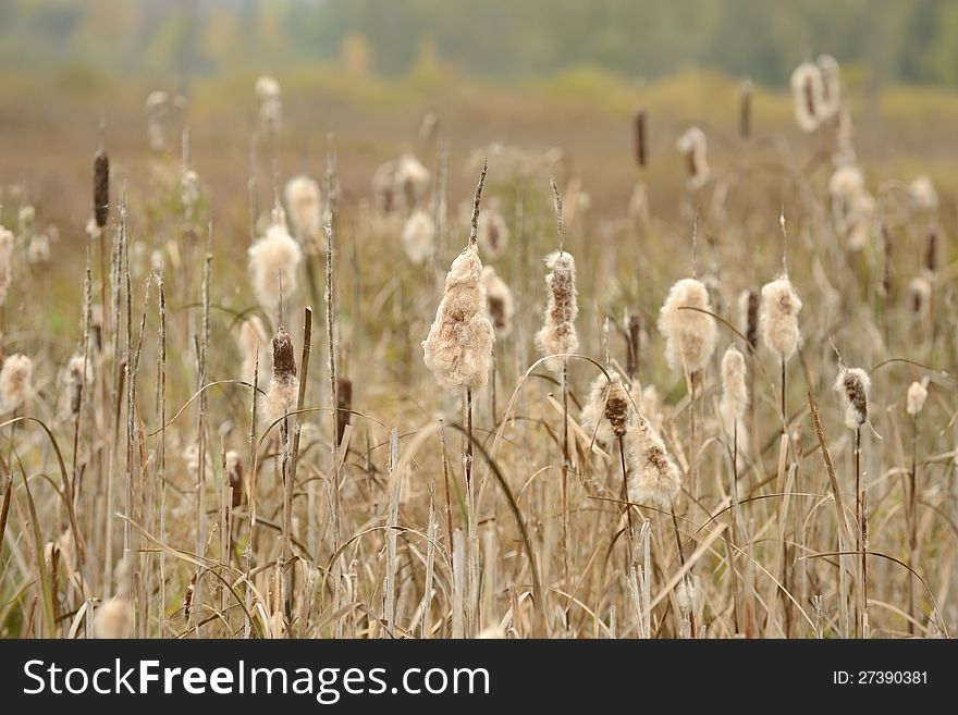 Dry Cattail &#x28;Bulrush&#x29; Spikes with Fluff