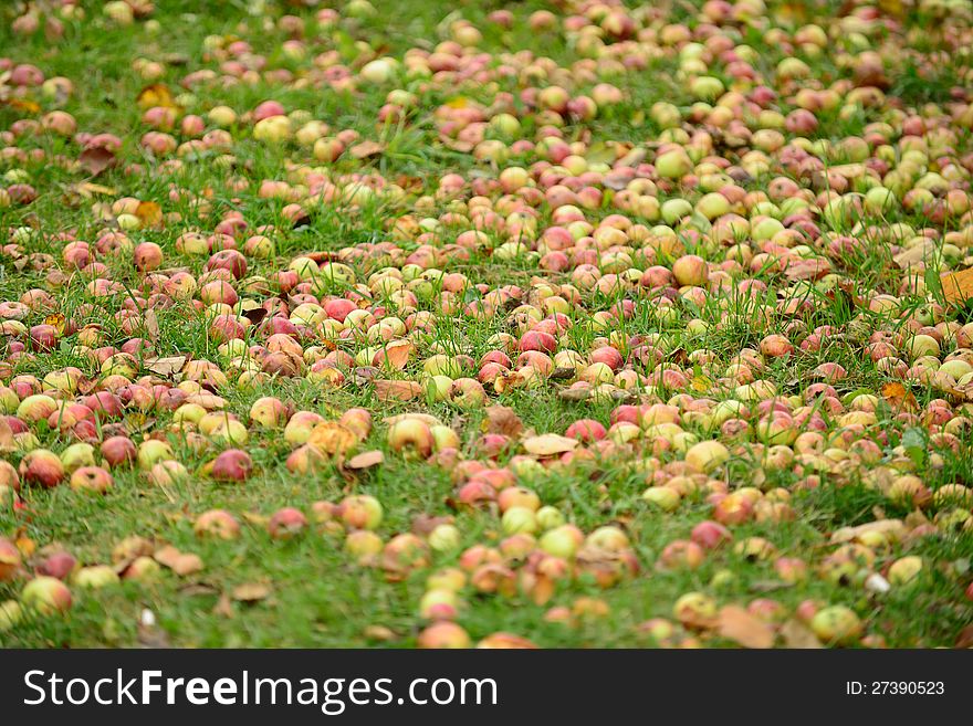 Plenty of fallen apples on grass in autumn. Plenty of fallen apples on grass in autumn