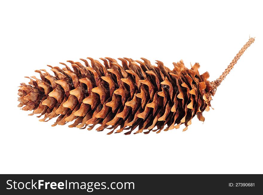 A spruce cone isolated on a white background