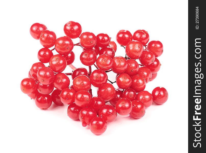 A cluster of red guelder rose (viburnum opulus) berries on a white background. A cluster of red guelder rose (viburnum opulus) berries on a white background