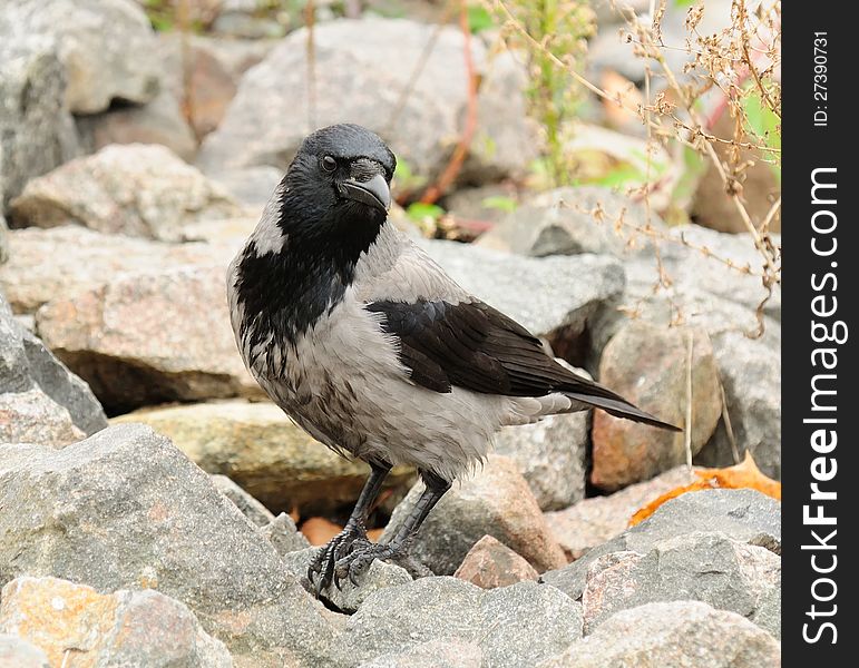 Hooded Crow on Stones