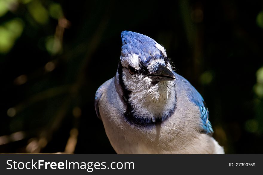 Blue Jay guarding the feeder