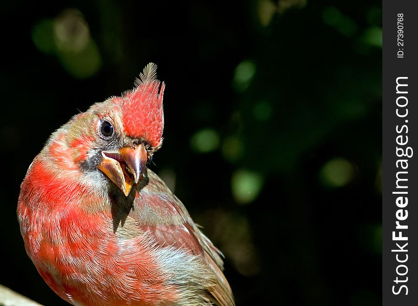 Brillant Cardinal guarding the feeder. Brillant Cardinal guarding the feeder