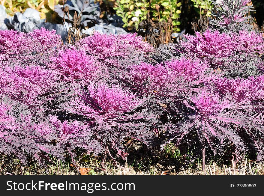 Beautiful purple flowering kale (ornamental cabbage) in the garden. Beautiful purple flowering kale (ornamental cabbage) in the garden