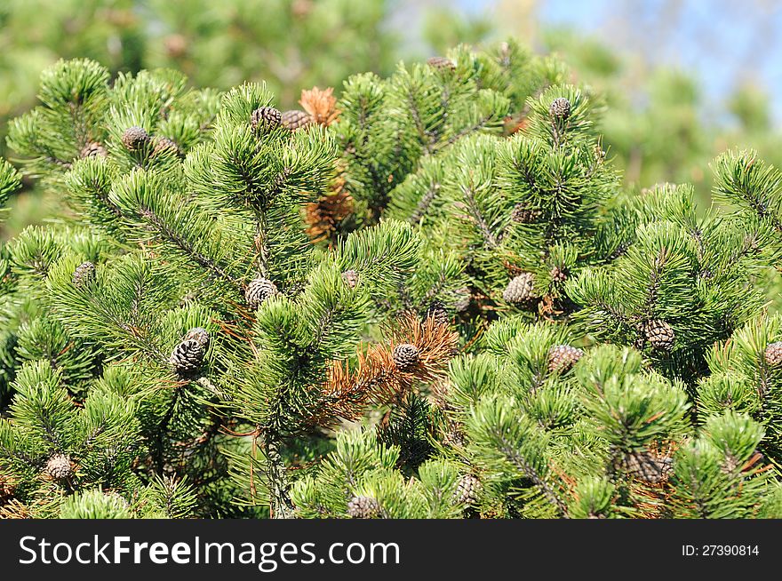 Bushy sunlit Scots Pine trees with cones in the forest. Bushy sunlit Scots Pine trees with cones in the forest