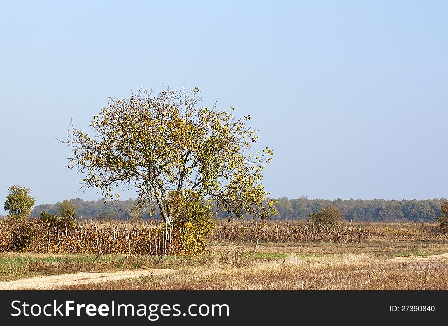 Field in autumn with a tree. Field in autumn with a tree